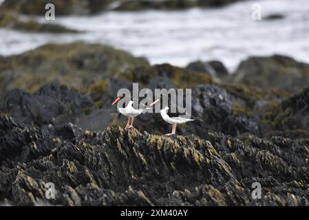 Zwei Eurasische Austernfänger (Haematopus ostralegus) stehen vor dem anderen auf Coastal Rocks, links von Bild, aufgenommen im Mai Stockfoto