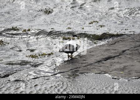 Gewöhnliche Eiderente (Somateria mollissima), die am Rande des Strandes vor einem plätschernden Meer steht und von der Kamera wegblickt, am späten Nachmittag in Großbritannien Stockfoto