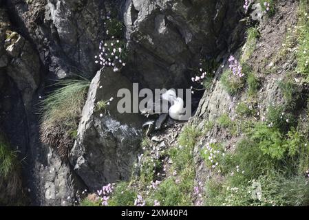 Ein Paar von Fulmars (Fulmaris glazialis) mit Schnäbeln, eingebettet in geschützte Cliff Rocks, die im Mai auf der Isle of man, Großbritannien, eingenommen wurden Stockfoto