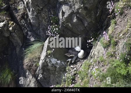 Zwei umwerfende Fulmars (Fulmaris glazialis), eingebettet in Rocks rechts von Image, Beaks Interlocked, im Frühjahr auf der Isle of man, Großbritannien Stockfoto