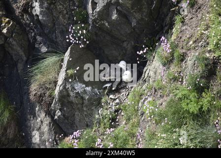 Zwei umwerfende Fulmars (Fulmaris glazialis), geschützt in Rocks of Cliff Face, gegenüber von Richtungen, aufgenommen an einem sonnigen Tag auf der Isle of man Stockfoto