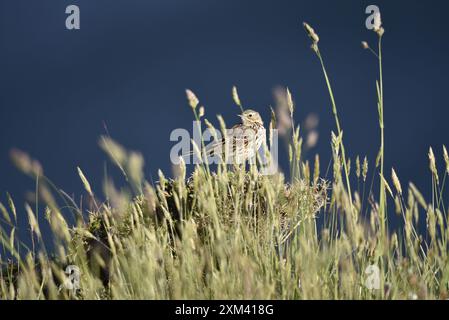 Meadow Pipit (Anthus pratensis) auf einem sonnigen trockenen Grashügel im rechten Profil, aber mit umgedrehtem Kopf, der nach links gegen einen tiefblauen Himmel blickt Stockfoto