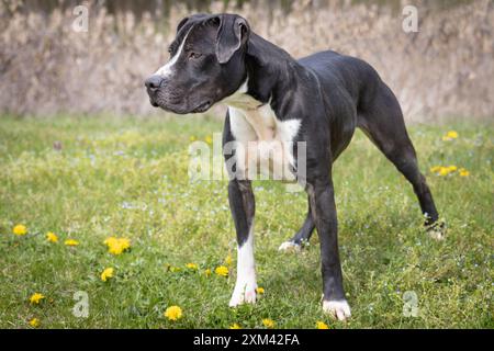 Adoptierbare Grubenbullen in Tierheimen Stockfoto