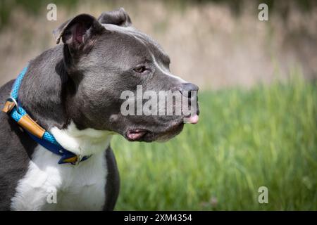 Adoptierbare Grubenbullen in Tierheimen Stockfoto