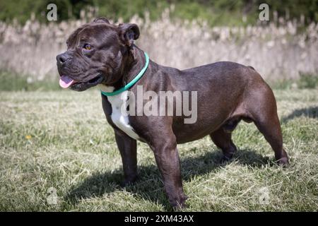 Adoptierbare Grubenbullen in Tierheimen Stockfoto