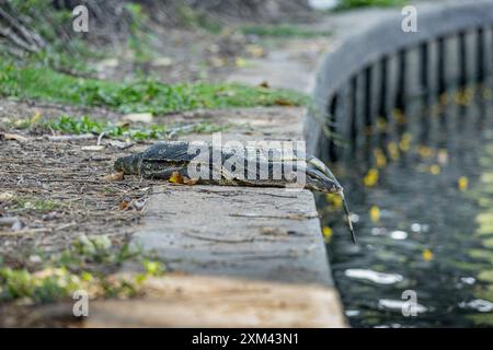 Monitor Eidechse bereitet sich auf den Eintritt in den See im Lumphini Park in Bangkok, Thailand vor Stockfoto