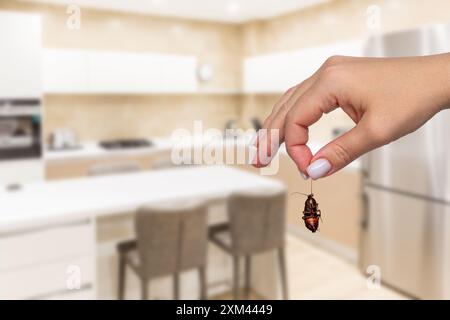 Hand hält tote Kakerlake in der Küche. Schädlingsbekämpfungs- und Hygienekonzept im modernen Heim Stockfoto