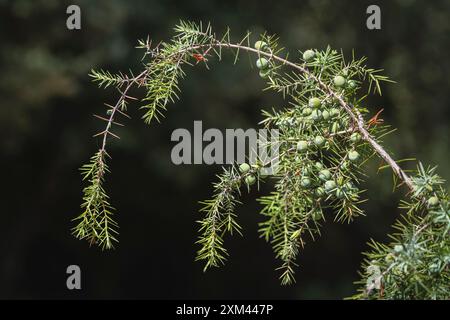 Nahaufnahme von juniperus oxycedrus alias cade wacholder oder stacheligen Zedernzweig mit Nadeln und jungen grünen Beerenfrüchten isoliert auf natürlichem Hintergrund Stockfoto