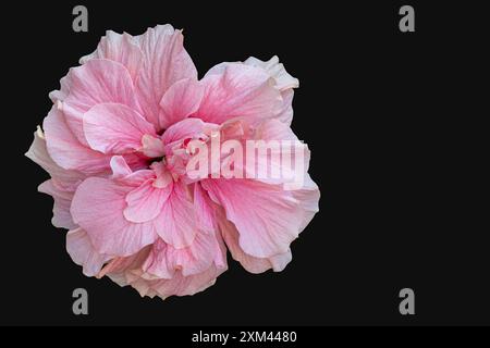 Nahaufnahme einer zarten rosa roten und weißen Doppelhibiskus rosa sinensis Blume isoliert auf schwarzem Hintergrund Stockfoto