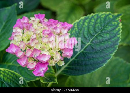 Nahaufnahme der frischen rosa und weißen Hortensie Macrophylla-Blüten, die zwischen grünen Blättern im Garten isoliert sind Stockfoto