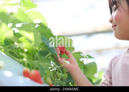 Ein junges asiatisches Mädchen, das Erdbeeren von einer Pflanze pflückt Stockfoto