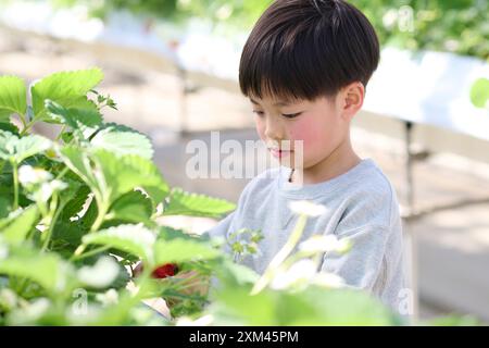 Junger asiatischer Junge, der Erdbeeren von einer Pflanze pflückt Stockfoto