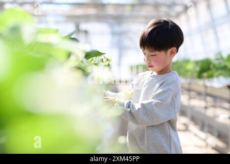 Junger asiatischer Junge, der Erdbeeren in einem Gewächshaus pflückt Stockfoto