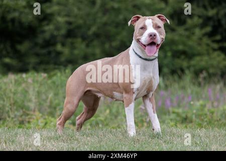 Adoptierbare Grubenbullen in Tierheimen Stockfoto