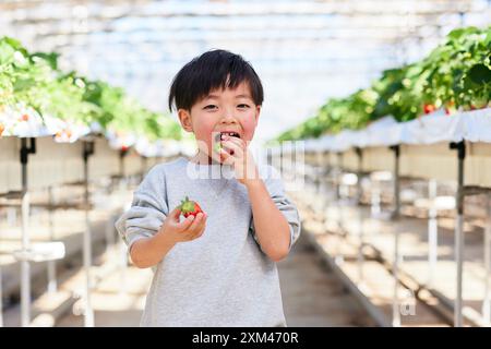 Junger asiatischer Junge, der Erdbeeren in einem Gewächshaus isst Stockfoto