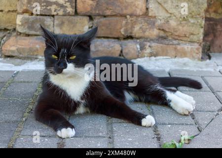 Schwarze Katze ruht in der Sonne Stockfoto