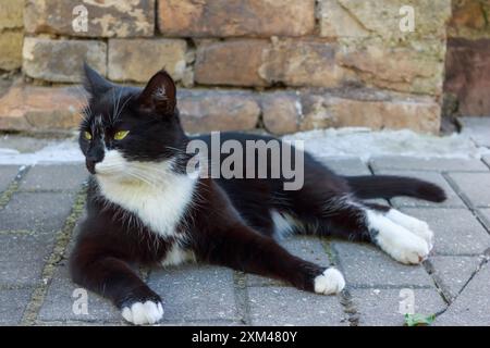 Schwarze Katze ruht in der Sonne Stockfoto