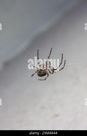 Spinnen im Netz in den Lichtstrahlen der Nacht Stockfoto