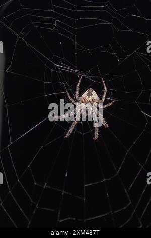 Spinnen im Netz in den Lichtstrahlen der Nacht Stockfoto