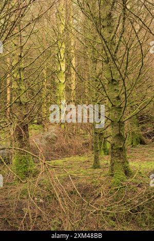 Waldspaziergang in Glenachulish, Argyll, Schottland Stockfoto