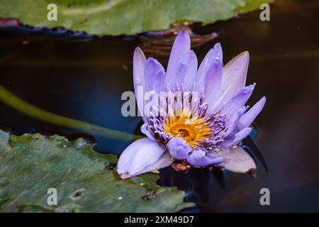 Seerose in Brisbane Botanic Gardens Mt Coot-tha, Queensland, Australien. Stockfoto