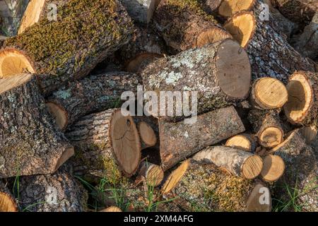 Stapel von Saisonstämmen, die für den Einsatz auf einem offenen Feuer oder Holzofen bereit sind. Stockfoto