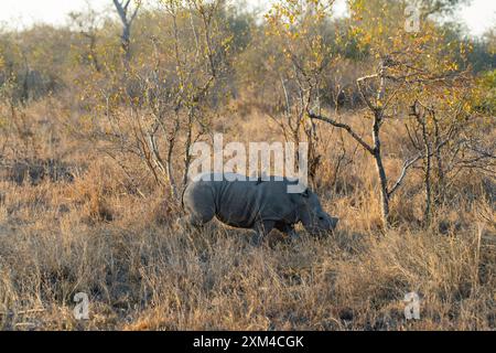 Foto eines weißen Rhinozeros/quadratisch lippigen Rhinozeros (Ceratotherium simum) im Timbavati Nature Reserve, Limpopo, Südafrika. Stockfoto