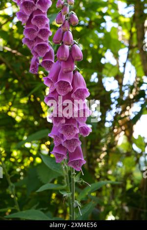 Digitalis, eine Gattung von etwa 20 Arten von krautigen Stauden, Sträuchern und Biennalen, die allgemein als Fuchshandschuhe bezeichnet werden Stockfoto