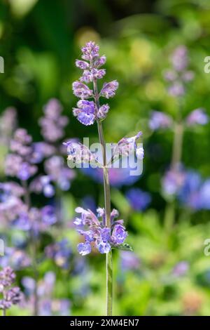 Nahaufnahme von Blüten der kleinen Katzenminze (nepeta nepetella) in Blüte Stockfoto