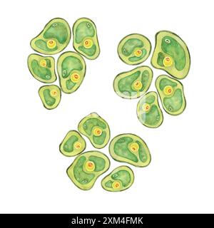 Chlorella-Aquarelldarstellung mit einer Sammlung grüner Algenzellen. Superfood SEA LIFE Clipart für visuelle Hilfsmittel in Biologiekursen, Umweltforschungsblog oder Bio-Produktetiketten. Stockfoto