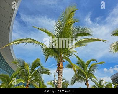 Wunderschöne Palmen auf Nassau Island, Bahamas, an einem warmen und sonnigen Tag im späten Frühling Stockfoto