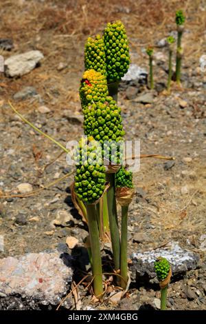 Samen-/Fruchtkopf von Dracunculus vulgaris, Drachenlilie, Dragon arum, Drakondia, Tilos, Vom Juni 2024 Stockfoto