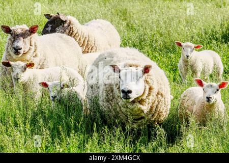 Schafe und Lämmer versammelten sich im Sommer auf einer Farm in West Yorkshire, Großbritannien Stockfoto