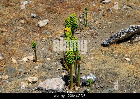 Samen-/Fruchtkopf von Dracunculus vulgaris, Drachenlilie, Dragon arum, Drakondia, Tilos, Vom Juni 2024 Stockfoto