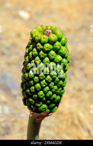 Einzelstielsamen / Fruchtkopf von Dracunculus vulgaris, Drachenlilie, Dragon arum, Drakondia, Tilos, Vom Juni 2024 Stockfoto