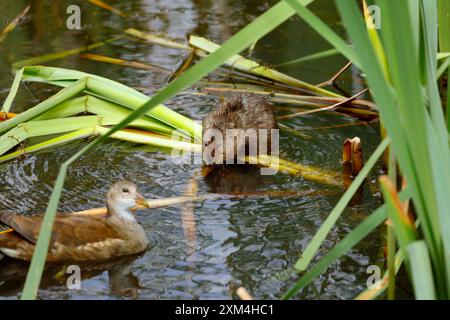 Adolescent Moorhen (Gallinula chloropus) und Europäische Wassermaulmäuse (Arvicola amphibius), Cardiff, Südwales. Vom Juli 2024 Stockfoto