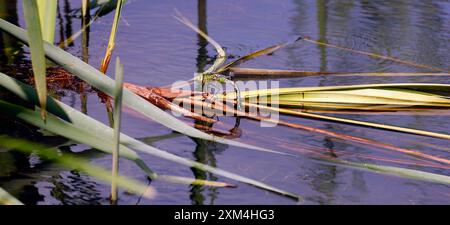 Weibliche Southern Hawker Libelle - Aeshna cyanea - legt Eier in einem See, Cardiff, Südwales. Vom Juli 2024 Stockfoto