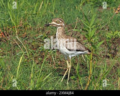 Wasserdickknie (Burhinus vermiculatus), oder Wasserdikkop mit kryptischem Gefieder, das an den grasbewachsenen Ufern des Manze-Sees im Nyerere-Nationalpark in Tansania steht Stockfoto