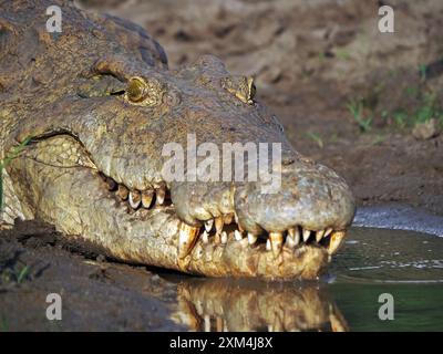 Nahaufnahme großer Zähne und Kiefer des Nil-Krokodils (Crocodylus niloticus), das wieder in die Gewässer des Manze-Sees im Nyerere-Nationalpark, Tansania eintritt Stockfoto