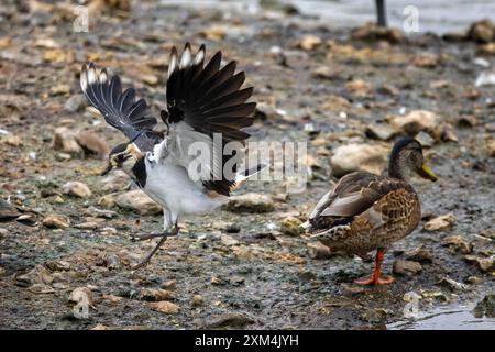 Nahaufnahme einer Lapwing-Landung am Seeufer in der Nähe einer Stockente. Stockfoto