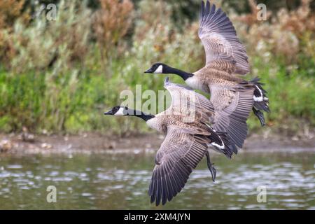 Nahaufnahme eines Paares Kanadiengänse, das tief über die Wasseroberfläche fliegt Stockfoto