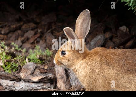 Selektiver Fokus. Wildes, einheimisches Jungkaninchen, Oryctolagus cuniculus Stockfoto