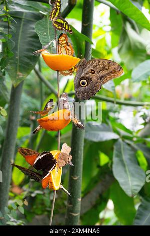 Bananen- oder Rieseneule-Schmetterling, der auf einem Baumstamm sitzt, Caligo telamonius memnon-Insekt, Regenwald von Mexiko und Südamerika, Amazonas Stockfoto