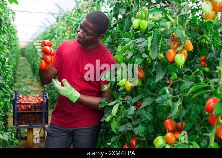 Afroamerikanischer Landarbeiter sammelt Tomatenernte im Treibhaus Stockfoto