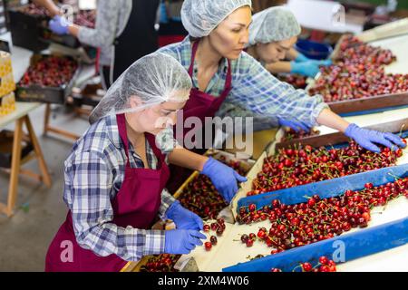 Frauen, die an der Herstellung der Sortierlinie im Obstlager arbeiten Stockfoto