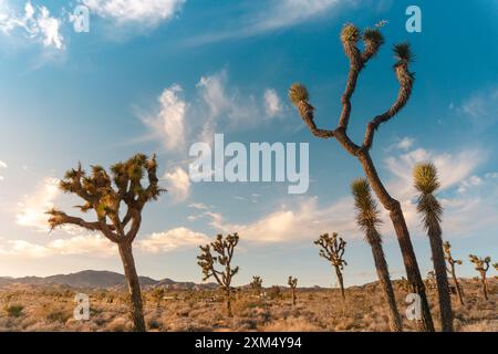 Joshua Bäume in der kalifornischen Wüste. Offener blauer Himmel und Berge im Hintergrund. Ein paar Wolken. Stockfoto