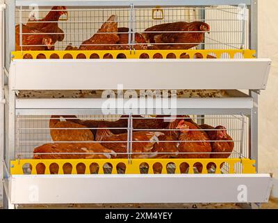 Braune Hühner, die in einem Metallkäfig in der Hühnerfarm gehalten werden Stockfoto