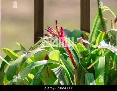 Große tropische Pflanze mit einer roten Blume. Stockfoto