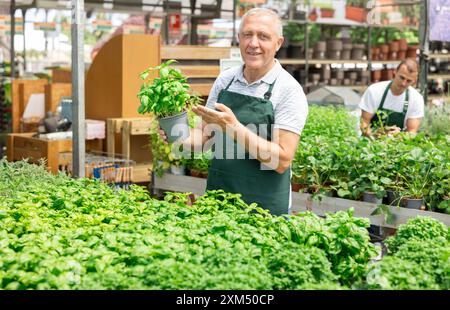 Der Blumenhändler eines älteren Mannes arrangierte Basilikum in Töpfen im Blumenladen Stockfoto