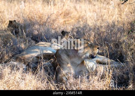 Foto einer Löwin (Panthera leo leo) und Jungtiere, die nach der Fütterung von einem Giraffen-Kadaver ruhen; Timbavati Nature Reserve, Limpopo, Südafrika. Stockfoto